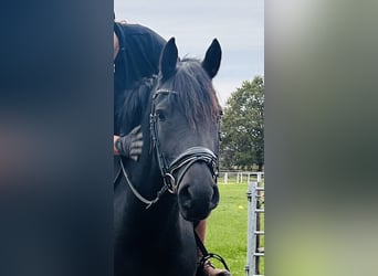 Haflinger Mix, Merrie, 7 Jaar, 160 cm, Zwart