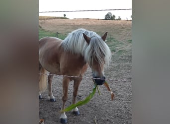 Haflinger, Merrie, 7 Jaar, Vos