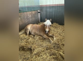 Haflinger, Merrie, 8 Jaar, 142 cm