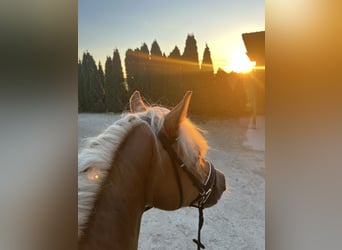 Haflinger, Merrie, 8 Jaar, 142 cm