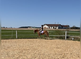 Haflinger, Merrie, 8 Jaar, 145 cm, Vos
