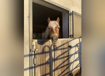 Haflinger, Merrie, 8 Jaar, 147 cm, Vos