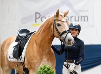 Haflinger, Merrie, 8 Jaar, 148 cm, Vos