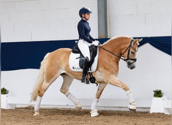 Haflinger, Merrie, 8 Jaar, 148 cm, Vos