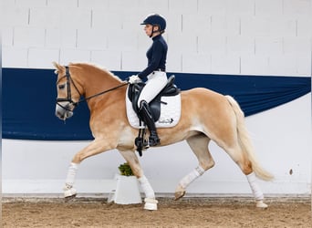 Haflinger, Merrie, 8 Jaar, 148 cm, Vos