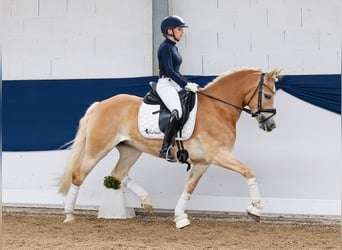 Haflinger, Merrie, 8 Jaar, 148 cm, Vos