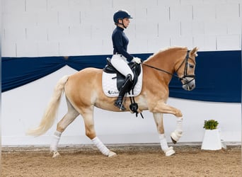 Haflinger, Merrie, 8 Jaar, 148 cm, Vos