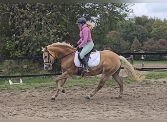 Haflinger, Merrie, 8 Jaar, 148 cm, Vos