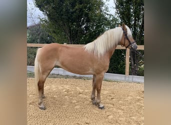 Haflinger, Merrie, 8 Jaar, 148 cm, Vos