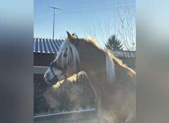 Haflinger, Merrie, 8 Jaar, 148 cm, Vos