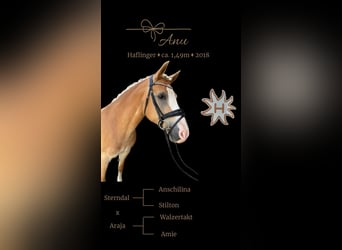 Haflinger, Merrie, 8 Jaar, 149 cm