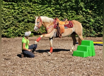 Haflinger, Merrie, 8 Jaar, 150 cm, Vos
