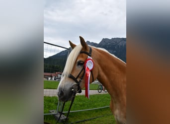Haflinger, Merrie, 8 Jaar, 153 cm, Vos