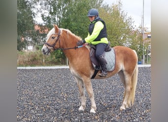 Haflinger, Merrie, 8 Jaar, 155 cm, Bruin