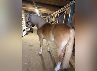 Haflinger, Merrie, 8 Jaar, 157 cm, Vos