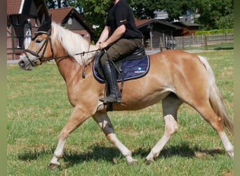Haflinger, Merrie, 9 Jaar, 144 cm, Vos