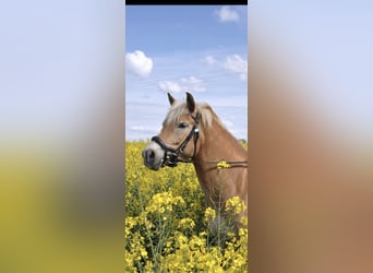 Haflinger, Merrie, 9 Jaar, 145 cm, Falbe