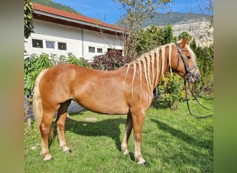 Haflinger, Merrie, 9 Jaar, 145 cm, Vos