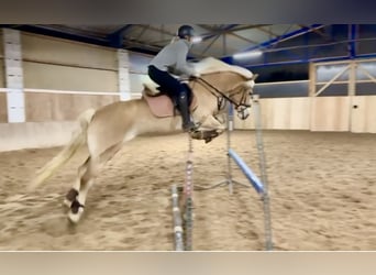 Haflinger, Merrie, 9 Jaar, 148 cm, Vos