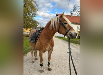 Haflinger, Merrie, 9 Jaar, 148 cm, Vos
