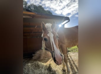 Haflinger, Merrie, 9 Jaar, 148 cm, Vos