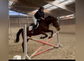 Haflinger, Merrie, 9 Jaar, 165 cm