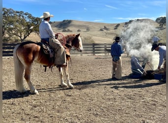 Haflinger, Merrie, 9 Jaar, Donkere-vos