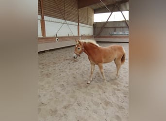 Haflinger, Stute, Fohlen (05/2024), 127 cm, Fuchs