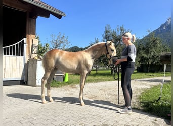 Haflinger, Merrie, veulen (04/2023)