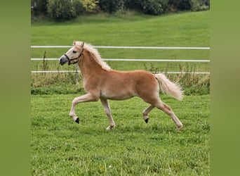 Haflinger, Merrie, Veulen (03/2026)