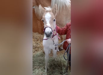Haflinger, Merrie, veulen (03/2023)