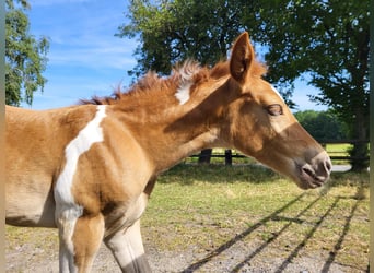 Haflinger Mix, Merrie, veulen (06/2023), Gevlekt-paard