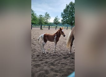Haflinger Mix, Merrie, veulen (06/2023), Gevlekt-paard