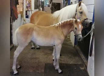 Haflinger, Merrie, veulen (04/2023), Vos