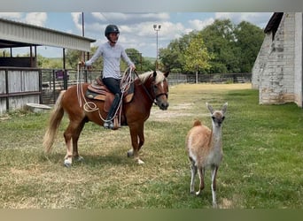 Haflinger, Ruin, 10 Jaar, 132 cm, Donkere-vos