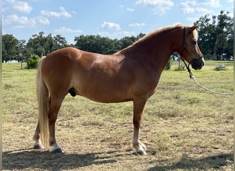 Haflinger, Ruin, 10 Jaar, 132 cm, Donkere-vos
