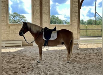 Haflinger, Ruin, 10 Jaar, 132 cm, Donkere-vos