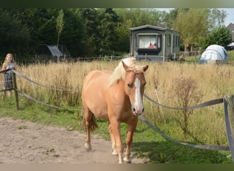Haflinger Mix, Ruin, 10 Jaar, 137 cm