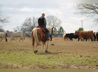 Haflinger, Ruin, 10 Jaar, 137 cm, Roodvos