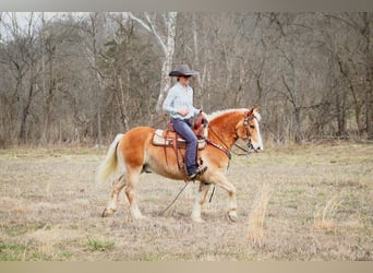 Haflinger, Ruin, 10 Jaar, 142 cm, Roodvos