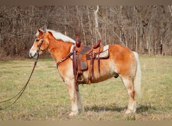 Haflinger, Ruin, 10 Jaar, 142 cm, Roodvos