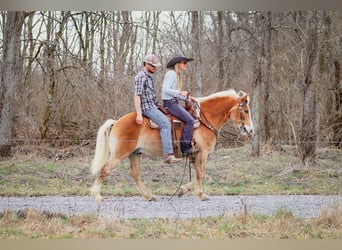 Haflinger, Ruin, 10 Jaar, 142 cm, Roodvos