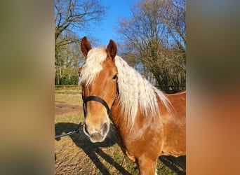 Haflinger Mix, Ruin, 10 Jaar, 145 cm, Donkere-vos