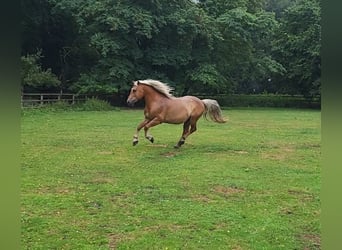 Haflinger, Ruin, 10 Jaar, 145 cm, Donkere-vos