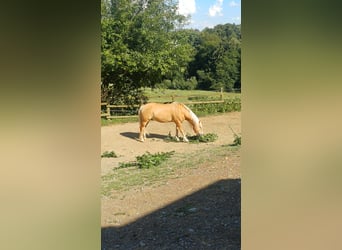 Haflinger, Ruin, 10 Jaar, 149 cm