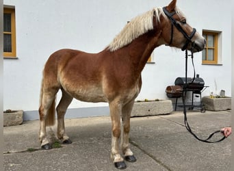 Haflinger, Ruin, 10 Jaar, 150 cm, Roodvos