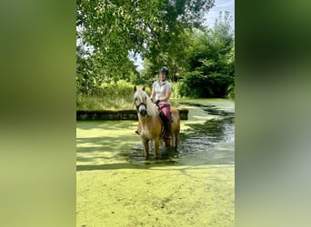 Haflinger, Ruin, 10 Jaar, 150 cm, Vos