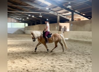 Haflinger, Ruin, 10 Jaar, 150 cm, Vos