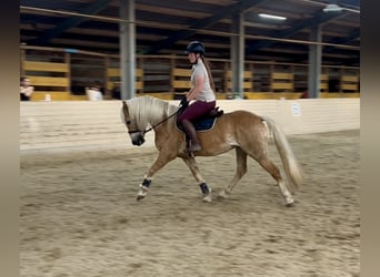 Haflinger, Ruin, 10 Jaar, 150 cm, Vos