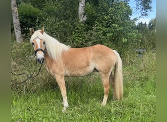 Haflinger, Ruin, 10 Jaar, 150 cm, Vos